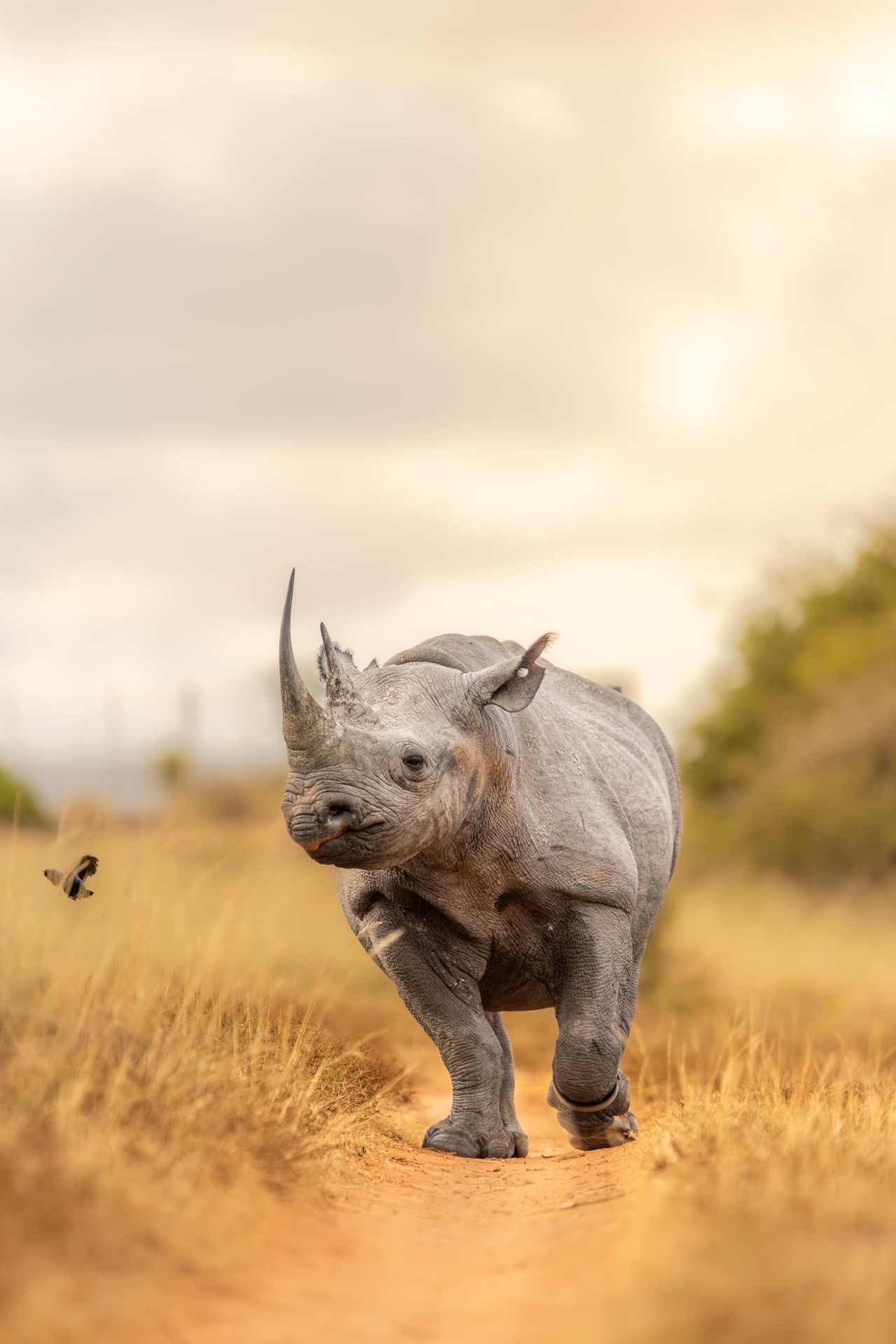 More Than Wildlife