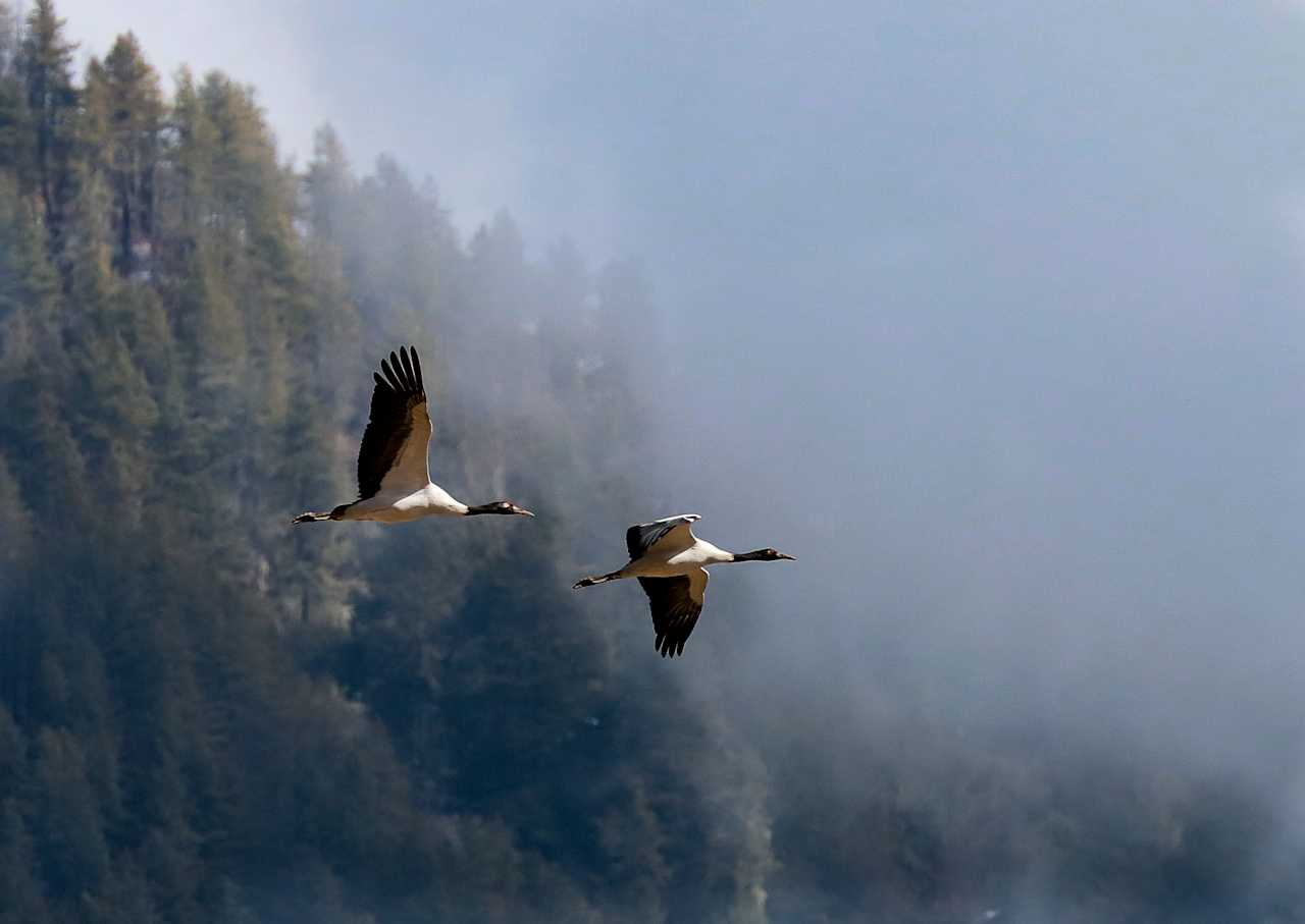 Conservation & Crane Migration