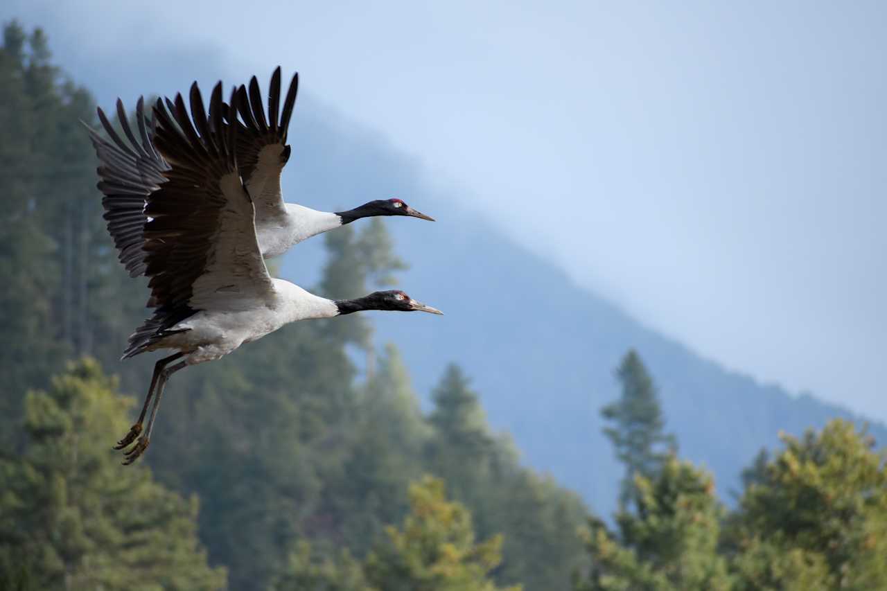 Cranes & Connection – Gangtey Valley