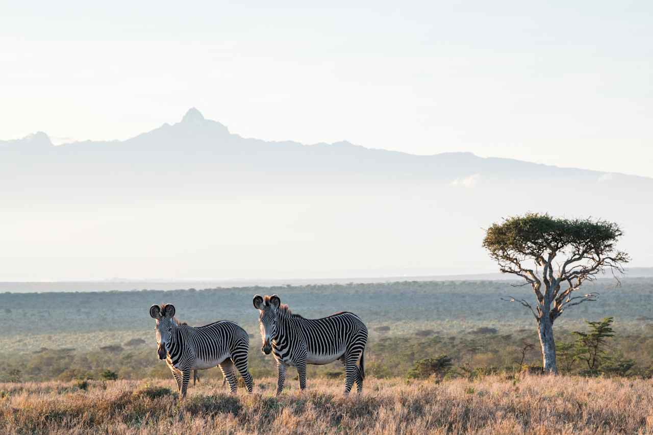 Kenya Safari: Skies & Conservation