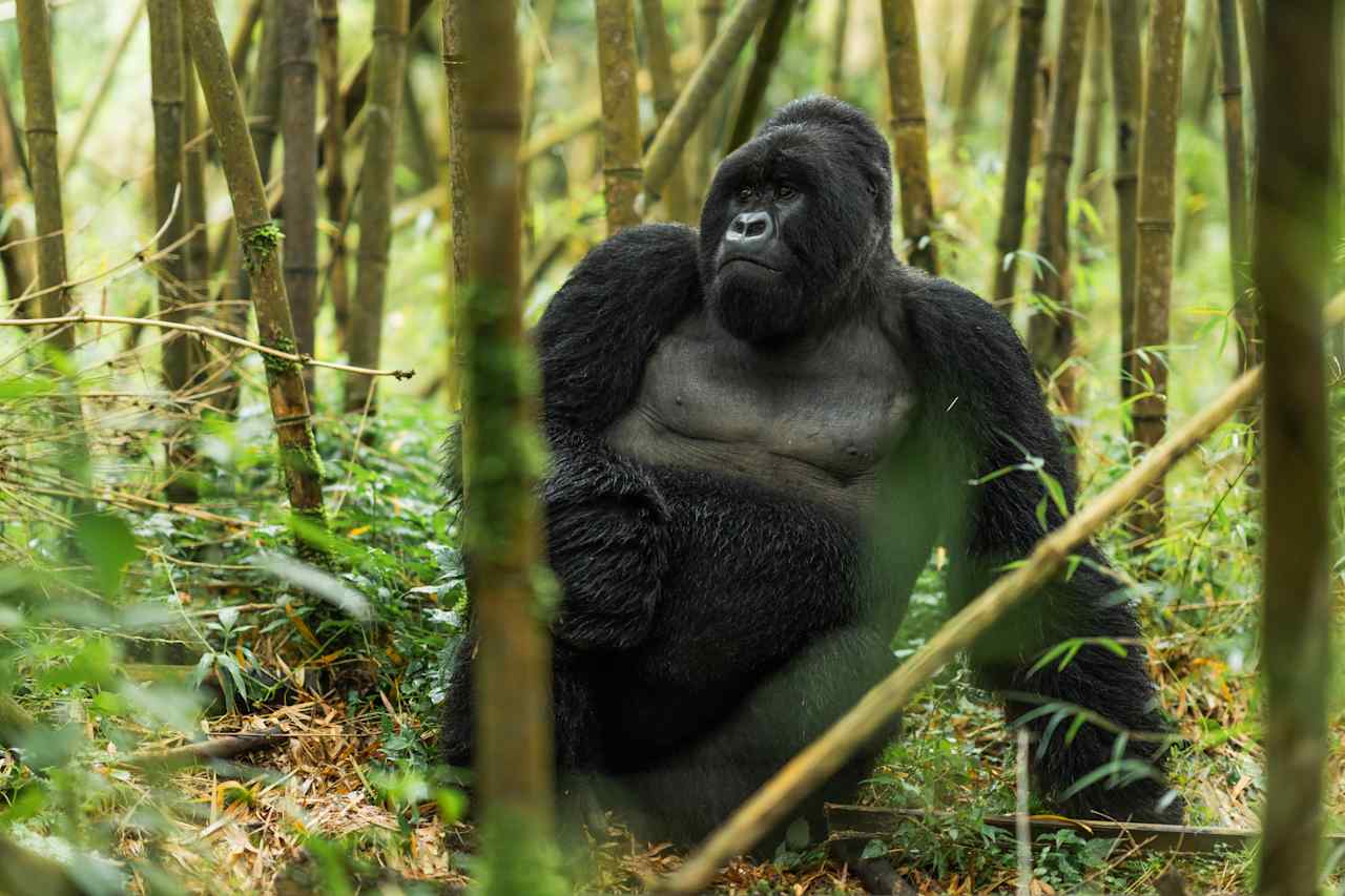 Among the Mountain Kings — Rwanda's Volcanoes