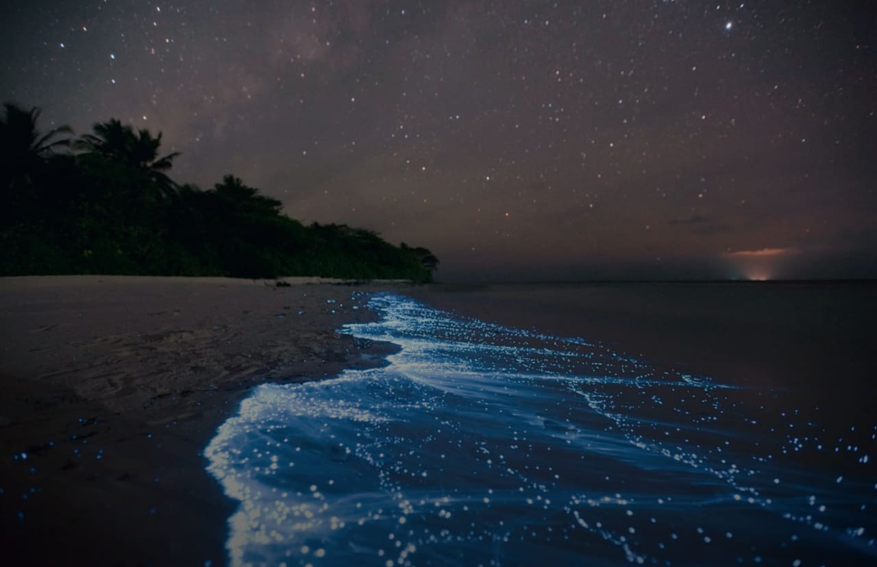 Bioluminescent Waters