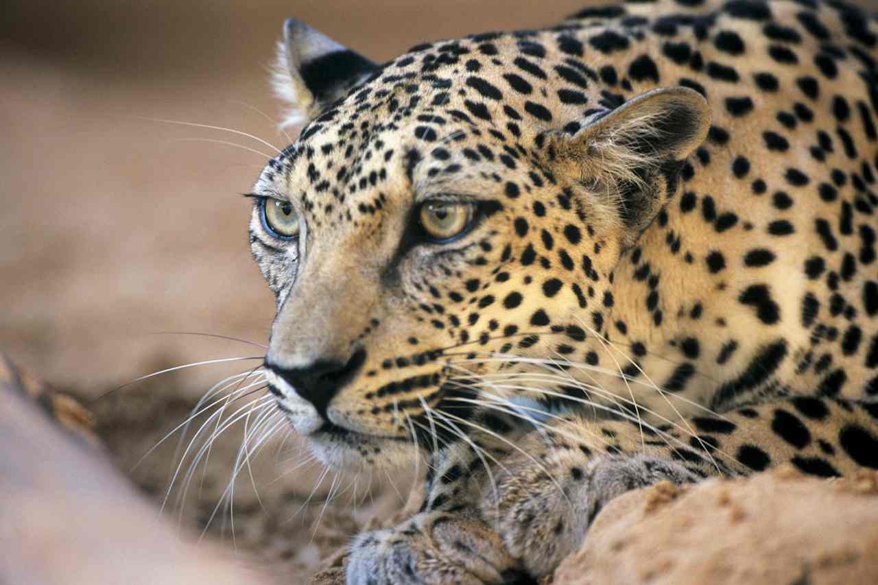 Leopard Tracking