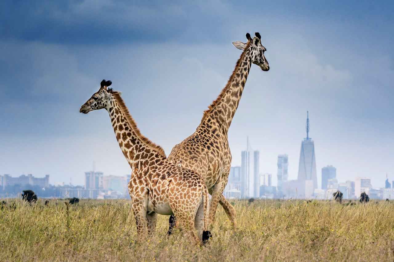 14-day Kenya Luxury Expedition Overview