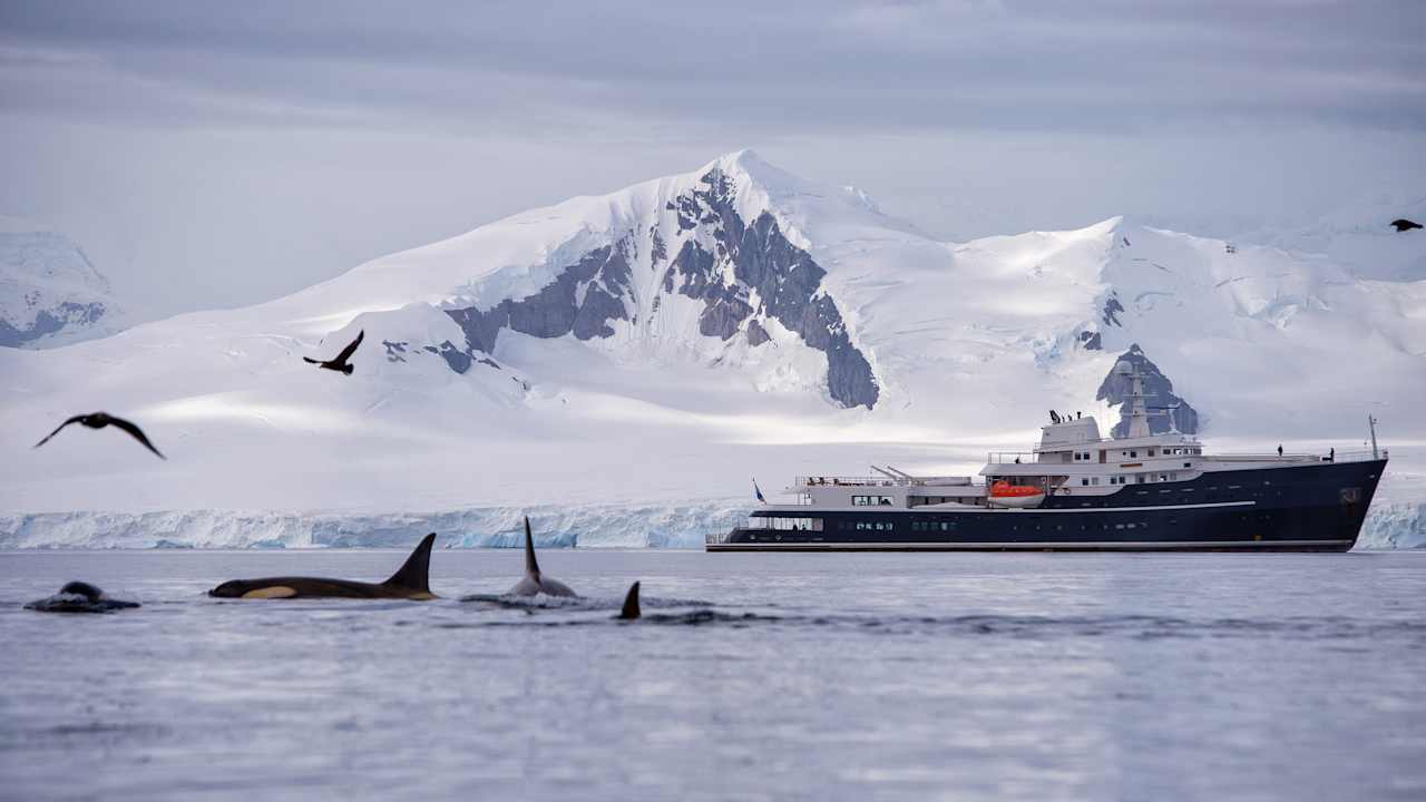 Dolphins ships Antarctica tour