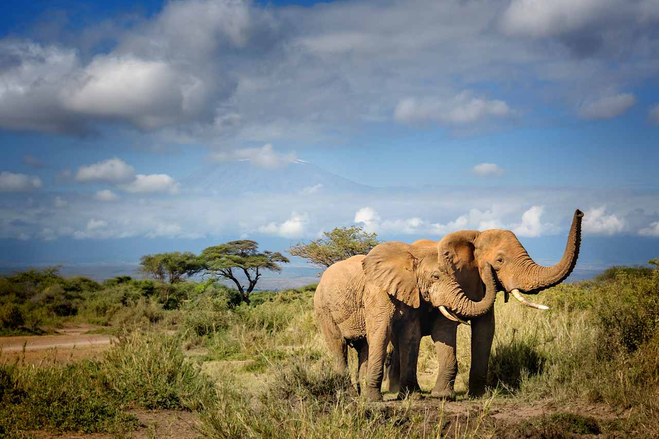 A front-row seat to the Big Five and beyond