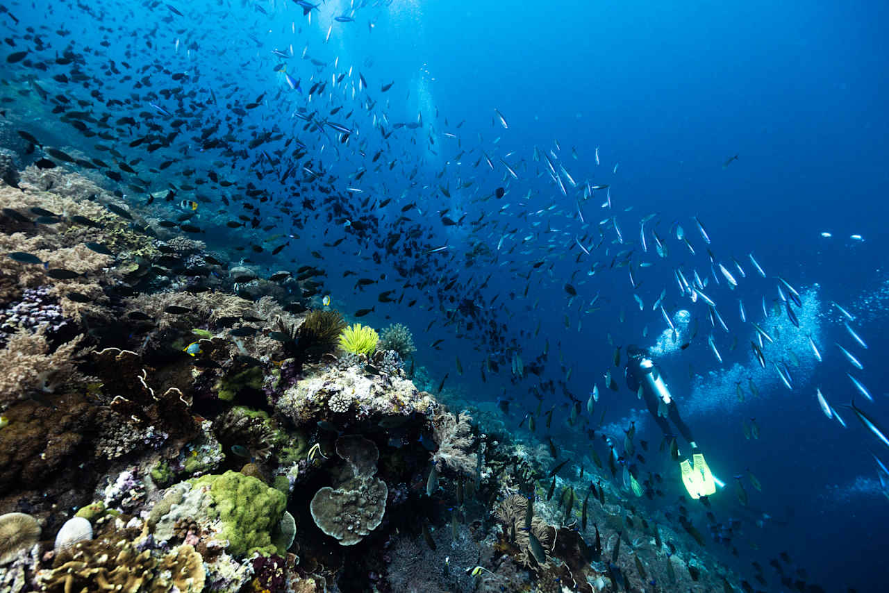 Reef Diving in Oman