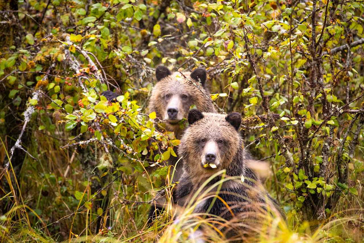 Coastal Grizzly Encounters
