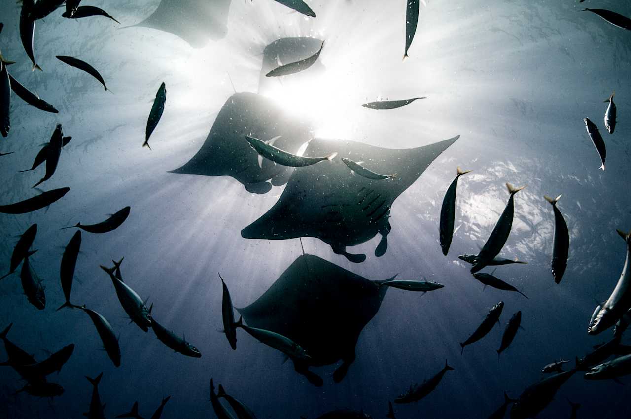 Manta Ray Ballet