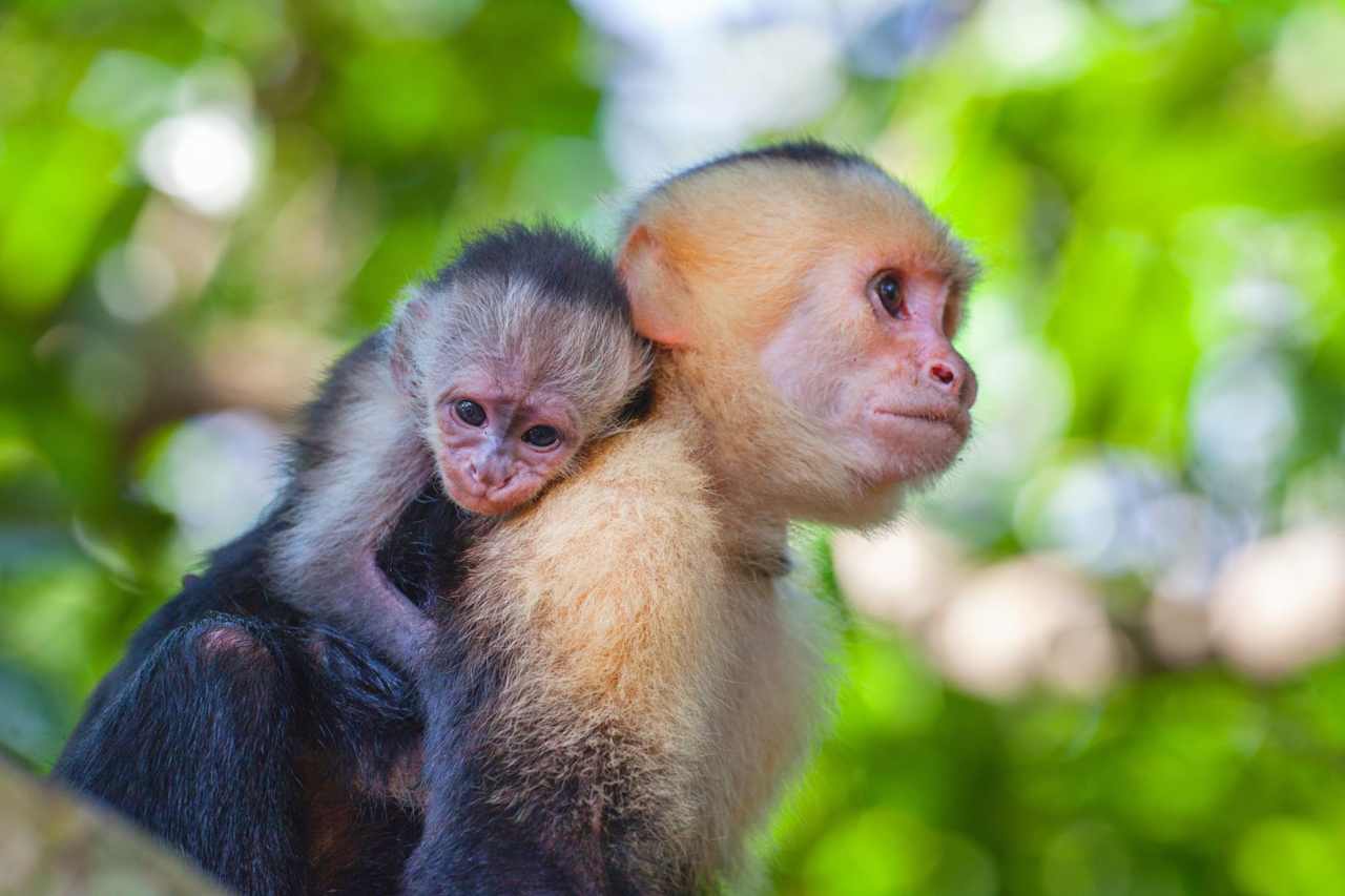 Rewilding Costa Rica: The Living Jungle