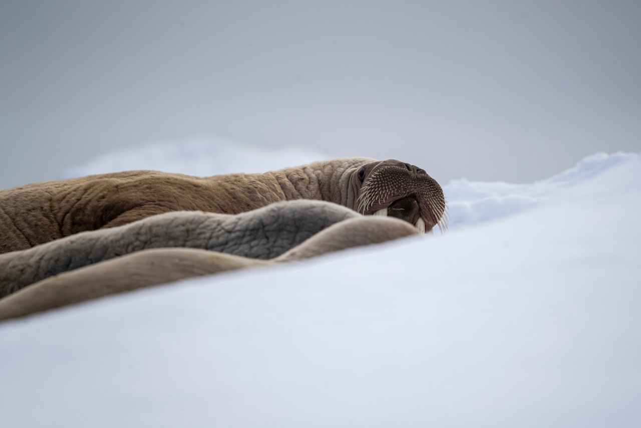 Day 6: At the Ice Edge – Polar Bear Territory
