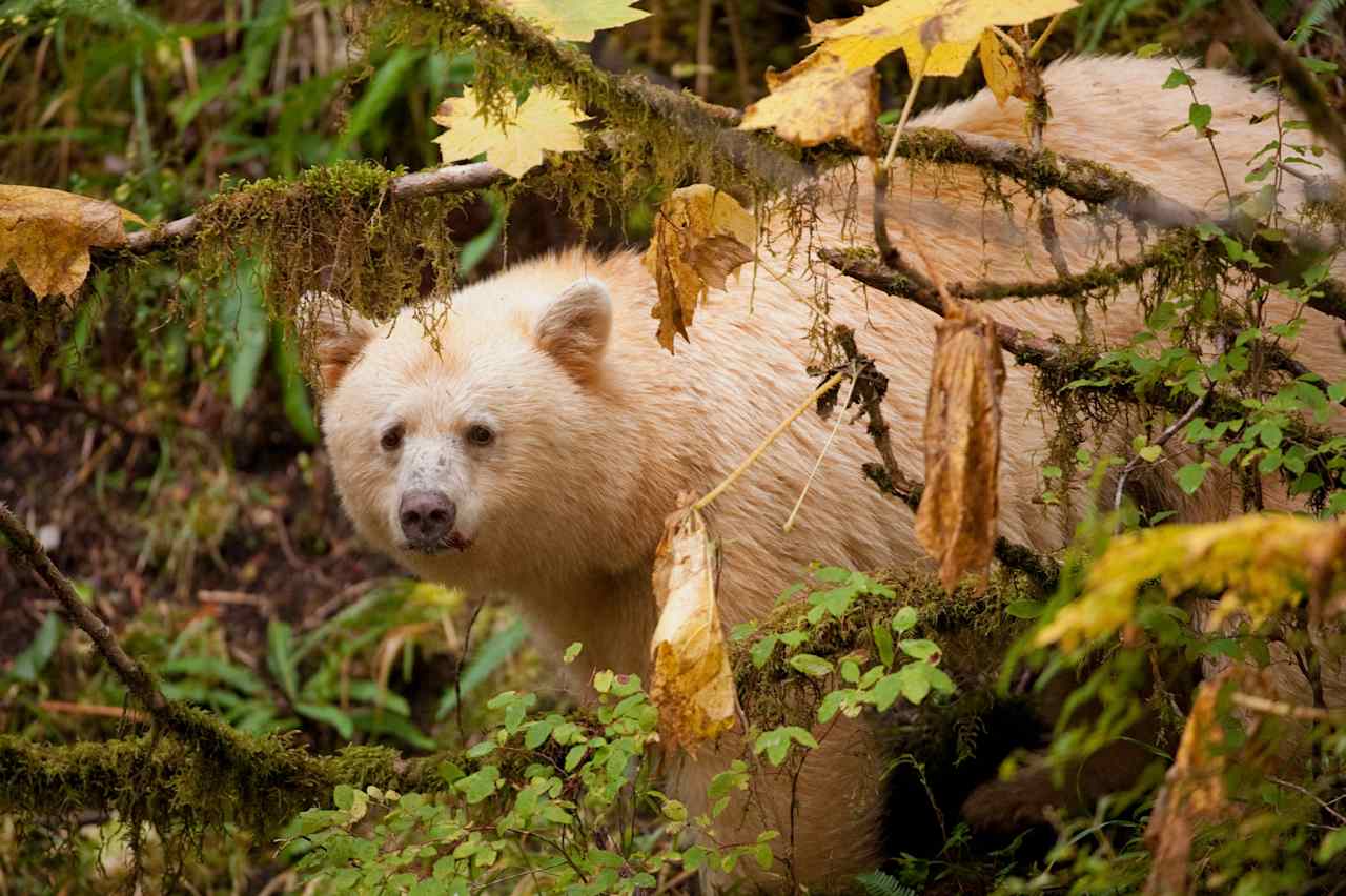 Roam Wild in the Spirit Bear Realm