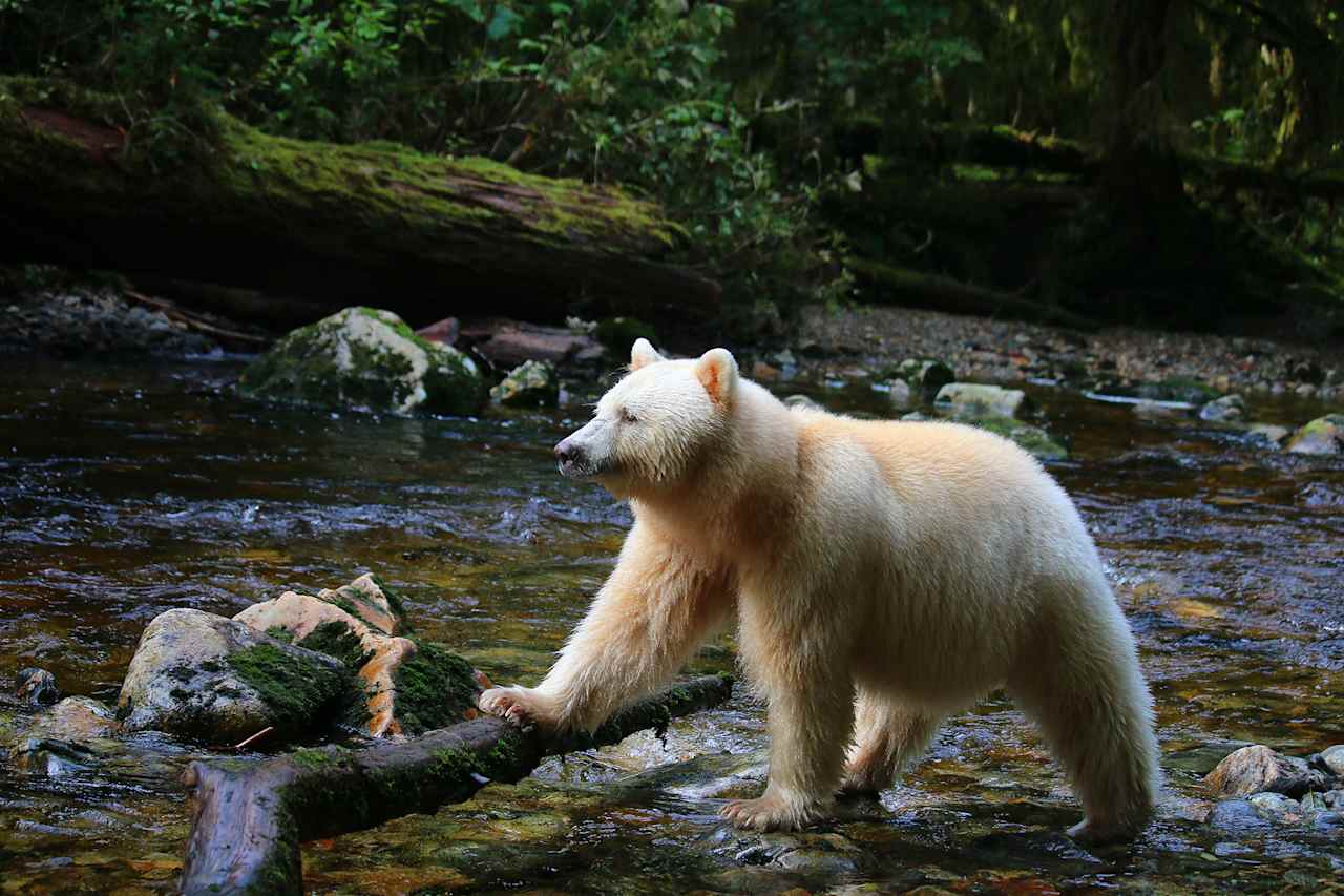 Into the Great Bear Rainforest