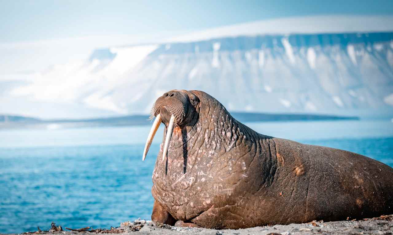 Walrus Encounters