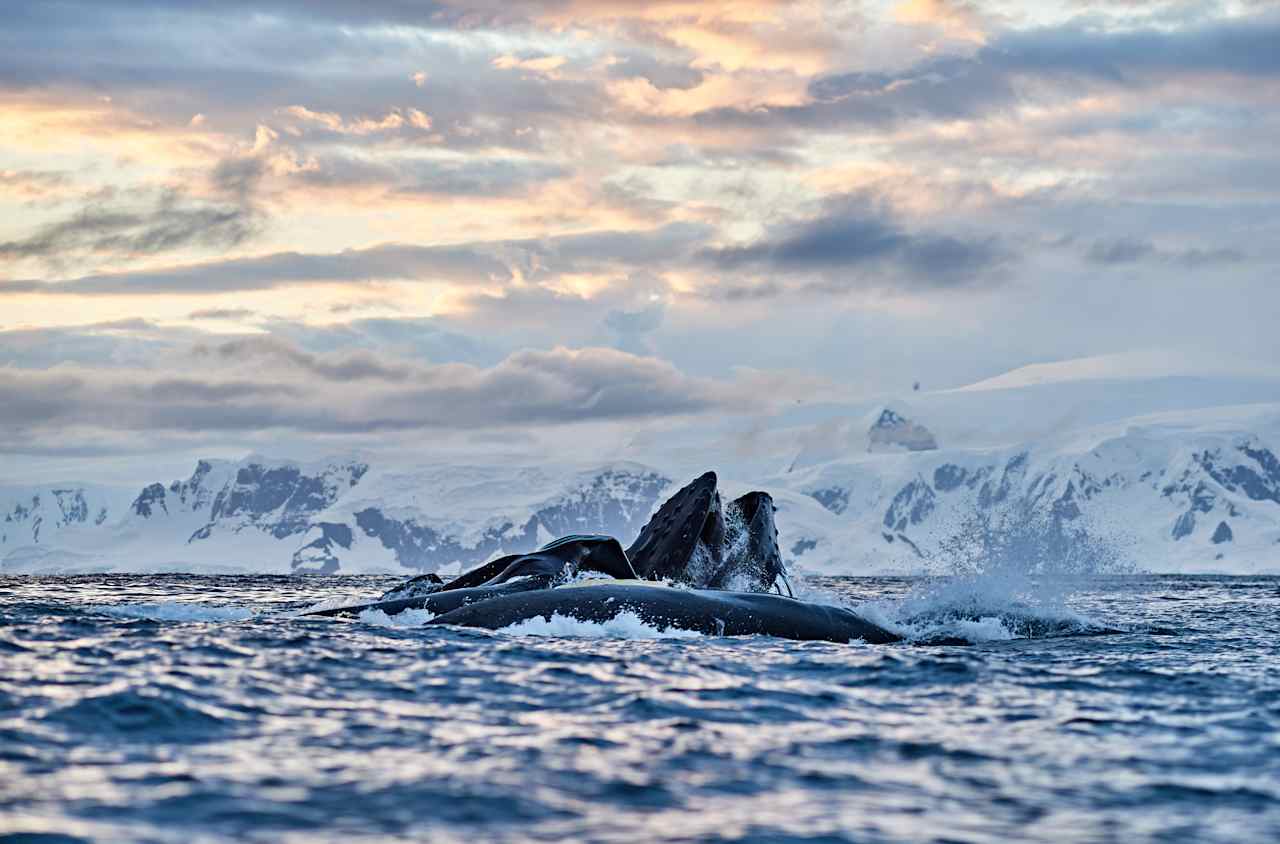 Return to Civilization – King George Island to Punta Arenas