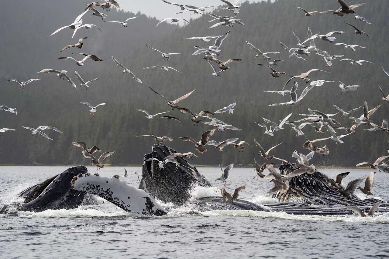 Whale Song & Still Waters – Kitimat & Bishop Bay