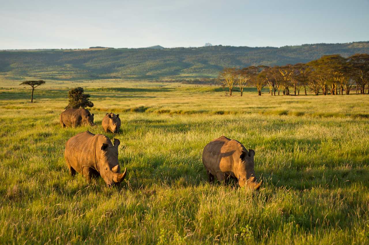 Rhino Encounters – Borana Conservancy