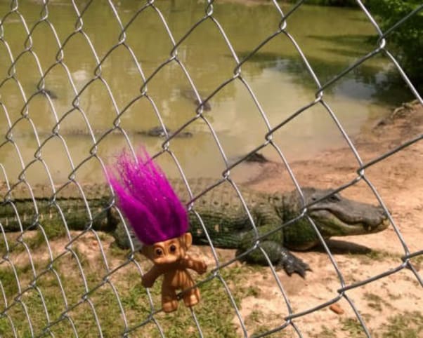 Oswald at Gator Country in Beaumont, TX, USA