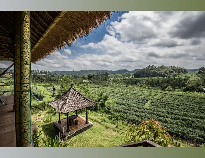 Lush green tropical Asian farmland and landscape looking out from the canopy of a hut