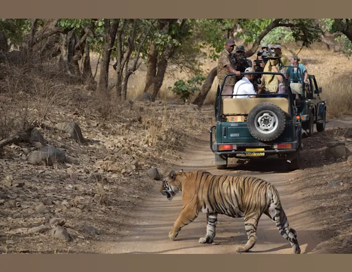 Photo credt: Kavsn / Licensed under the Creative Commons Attribution-Share Alike 4.0 International license. Original URL and link to license: https://commons.wikimedia.org/wiki/File:Tigress_%27Noor%27_in_Ranthambore_National_Park.jpg