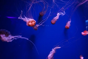 Gallery image 7