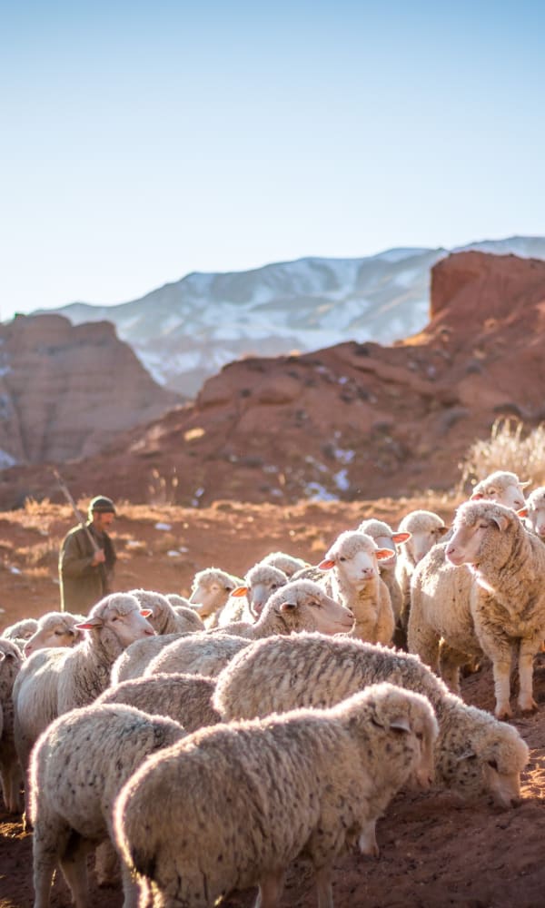 Israel Is A Small Country I Suggest You Rent A Car And Explore The Land The Desert In Israel Is One Of Favourite Places You Ll Meet Bedouin Folks With Camels Sheep And