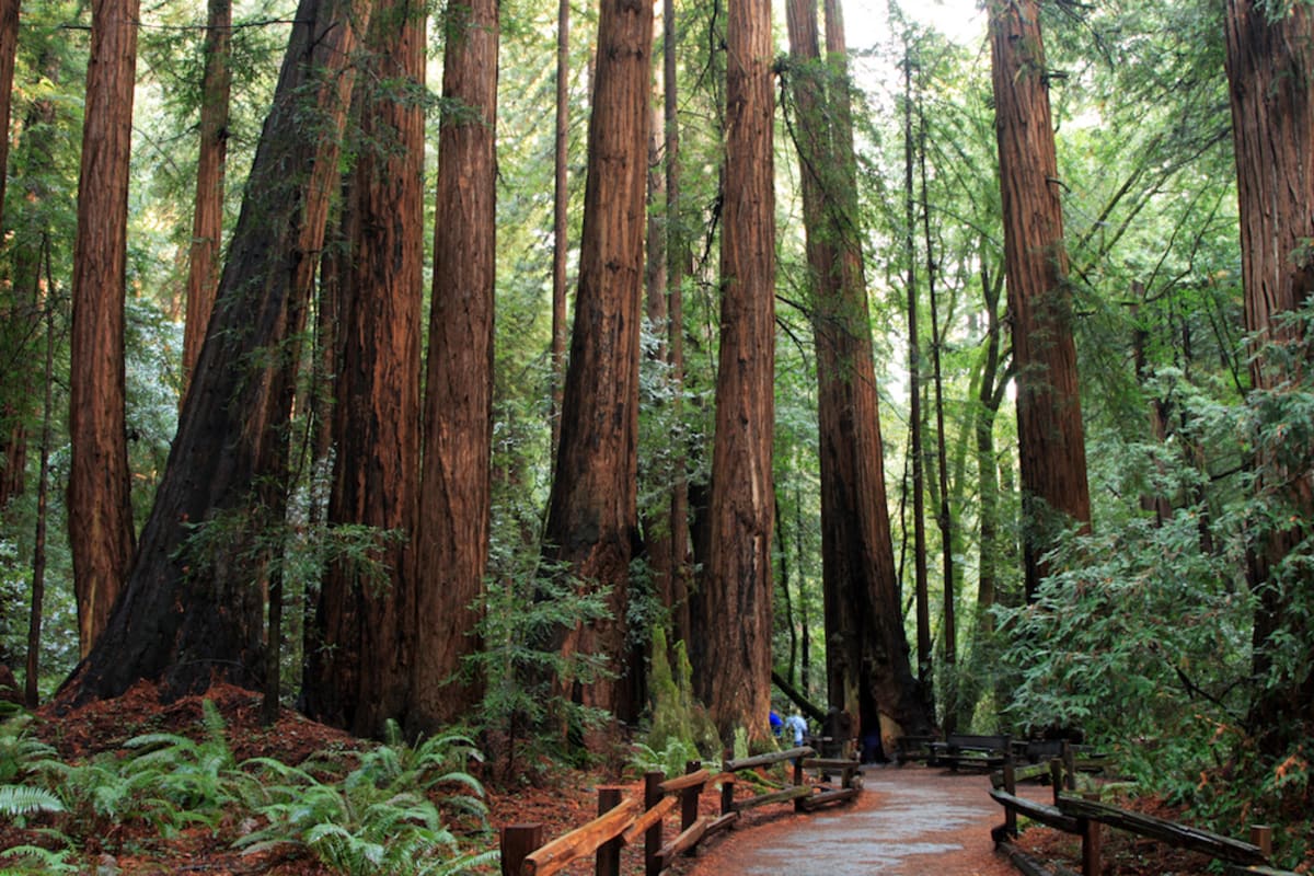 muir-woods