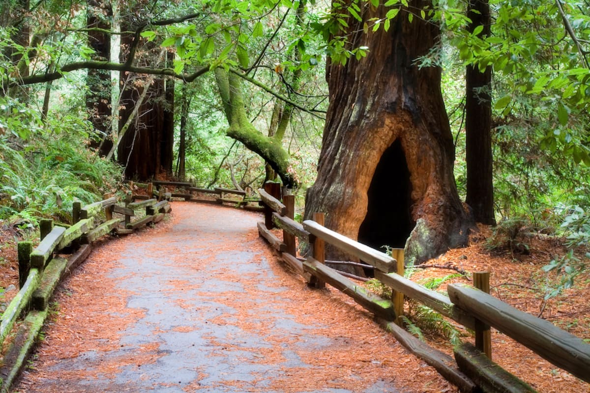 muir-woods-redwoods