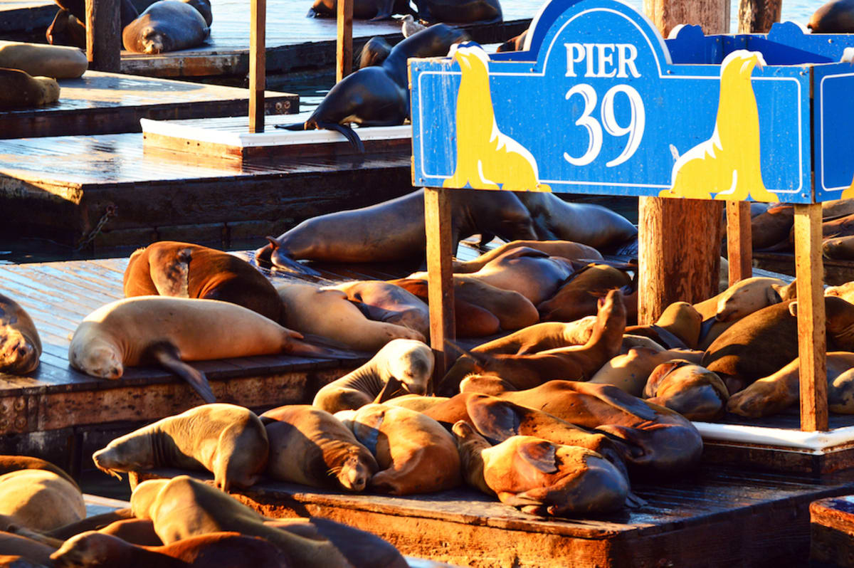 pier-39-sea-lions-san-francisco