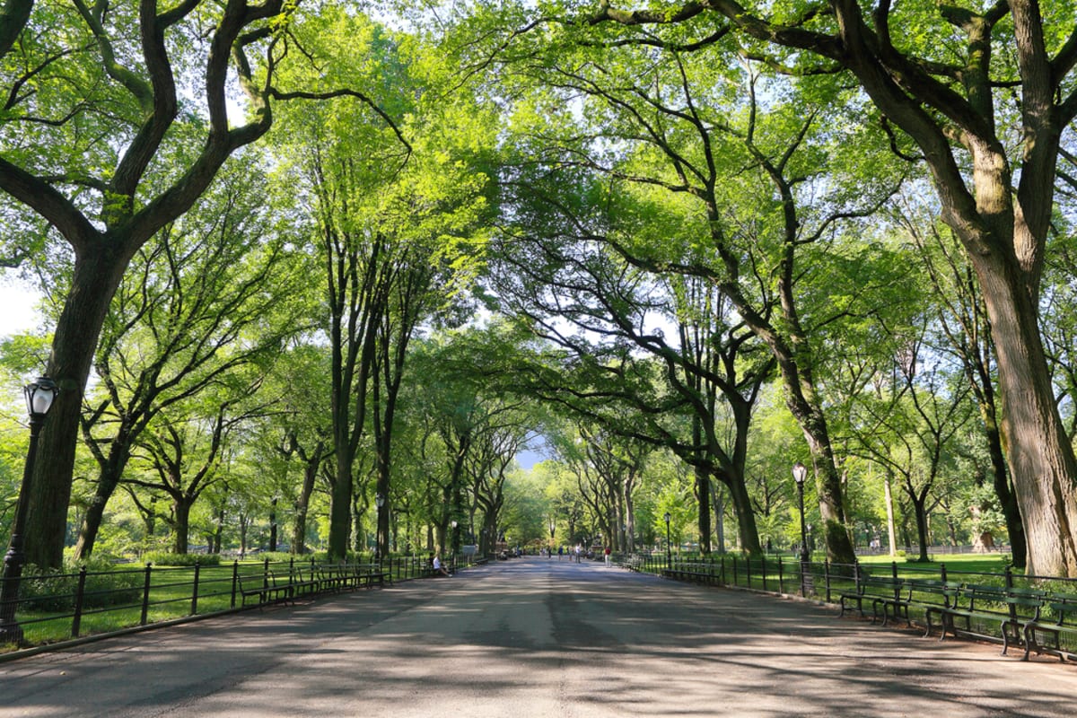 central-park-summer