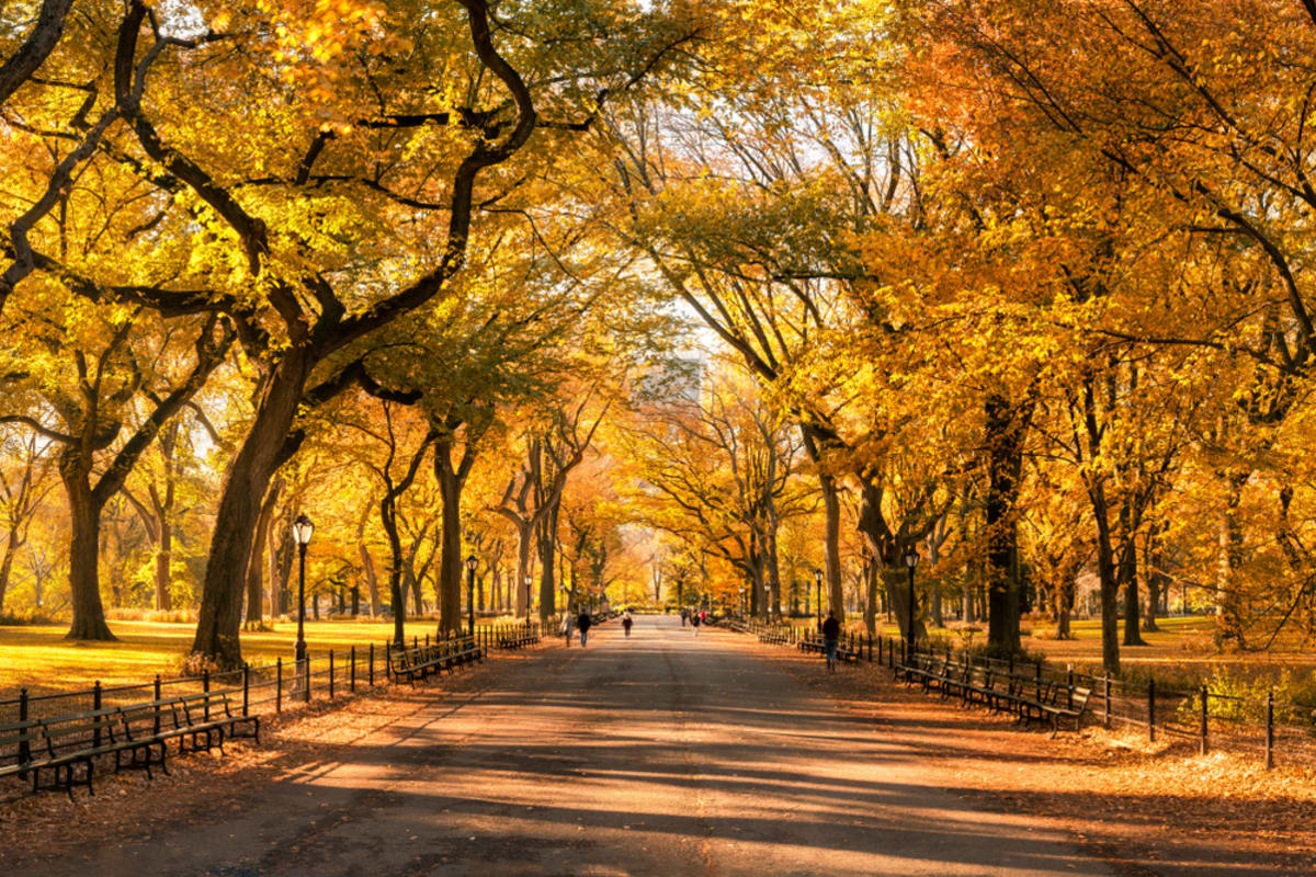 fall-central-park