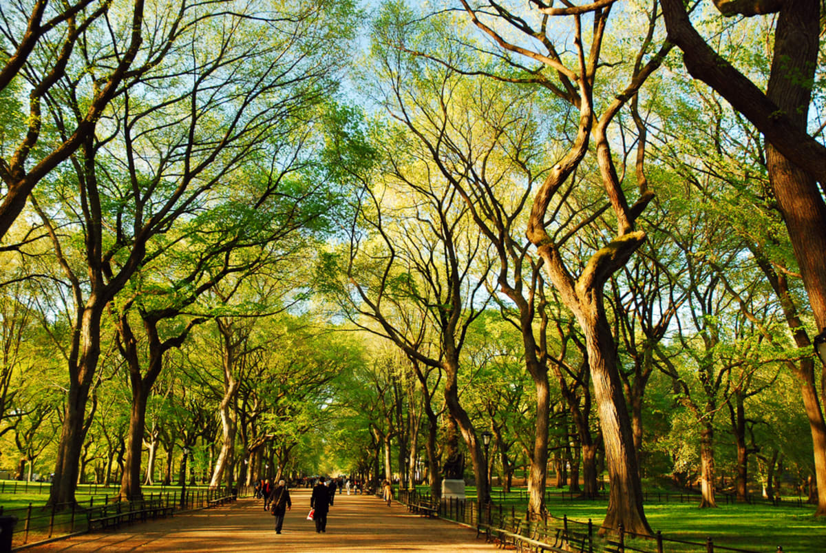 central-park-spring