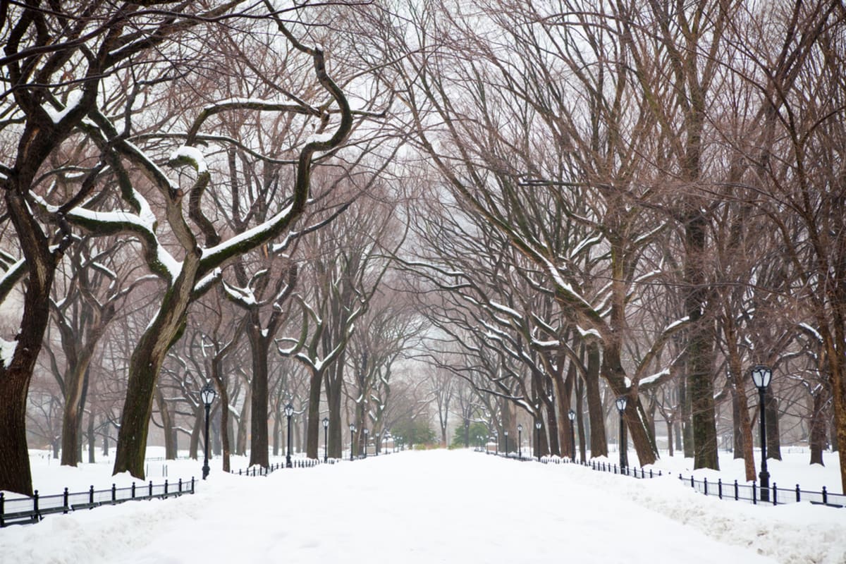 winter-central-park