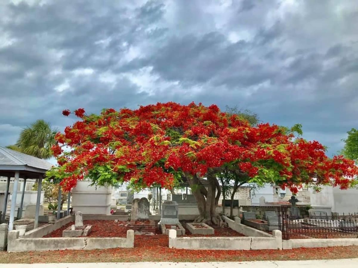 The Plot Thickens at The Key West Cemetery