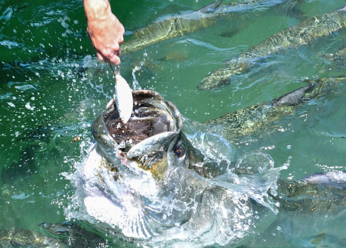 feeding-tarpon-by-hand