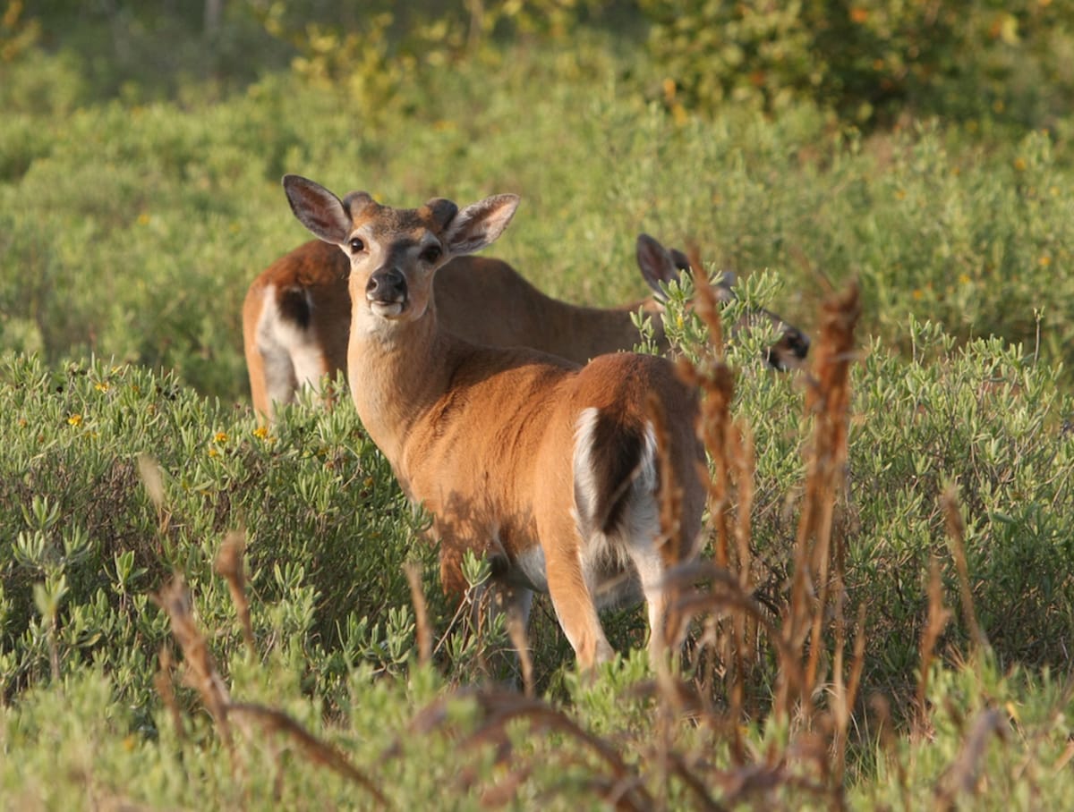 key-deer