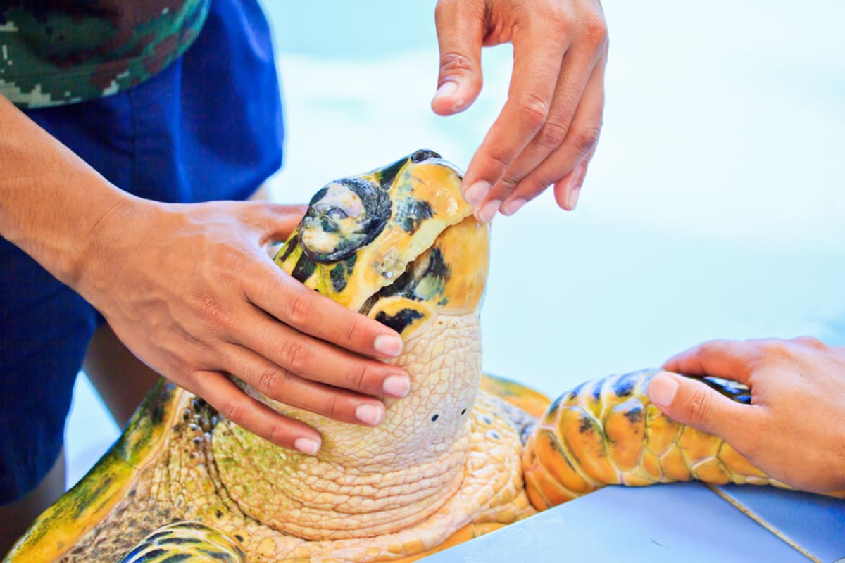 treatment-of-sea-turtle-hospital-marathon