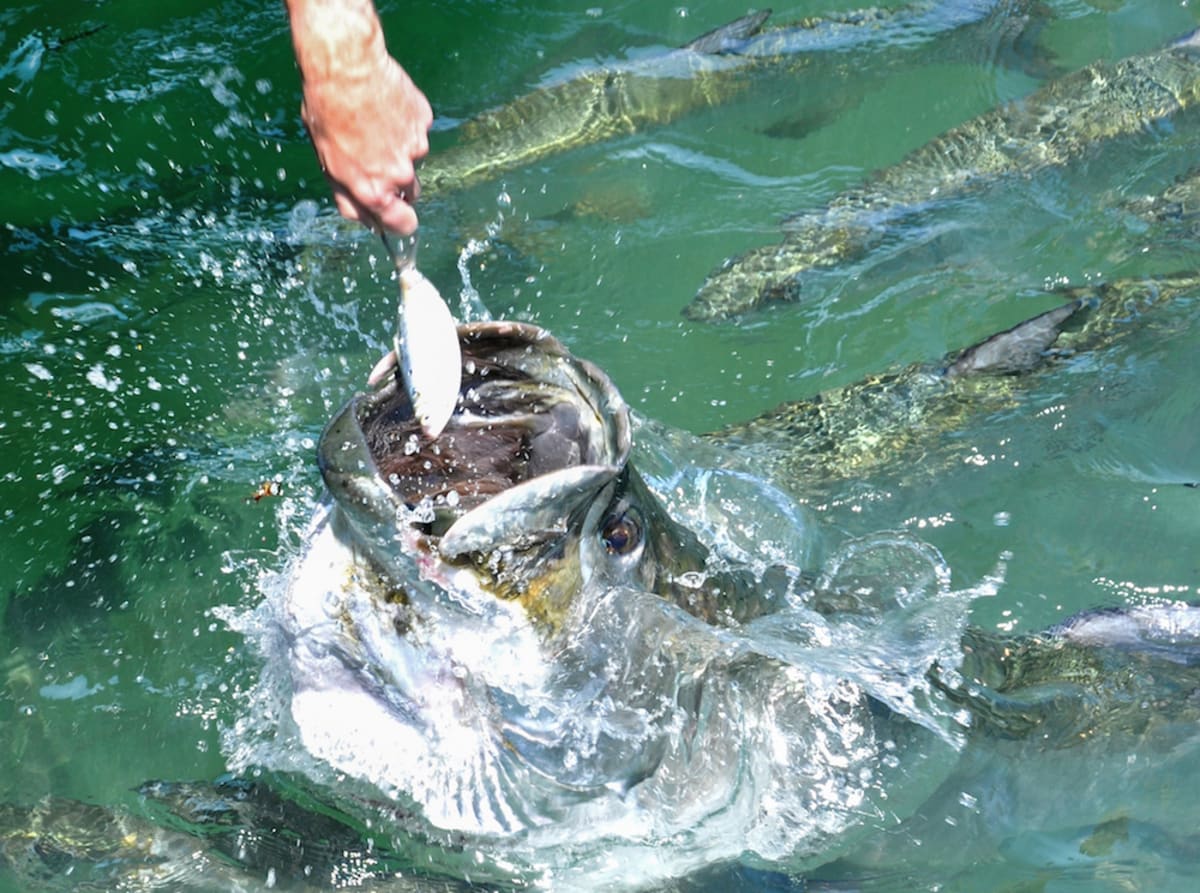 man-hand-feeds-tarpon-fish