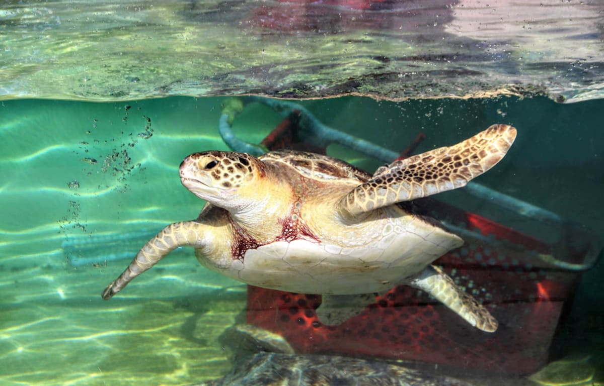 sea-turtle-in-tank