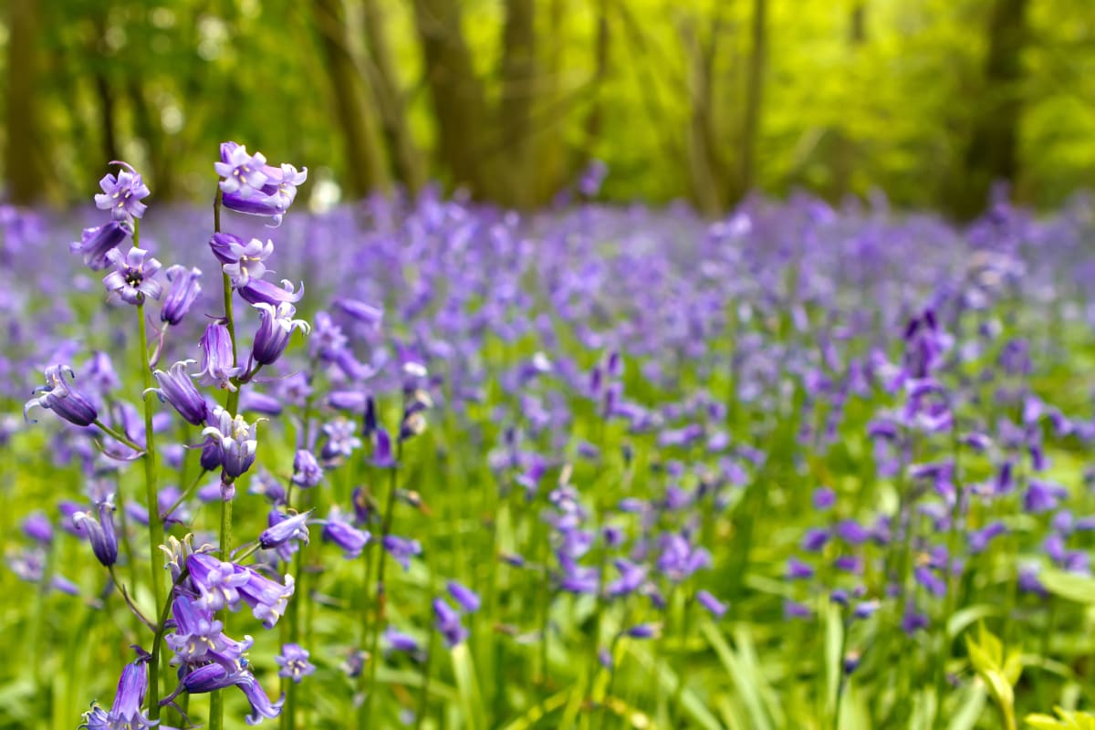 close up of bluebells in woodland in new york 