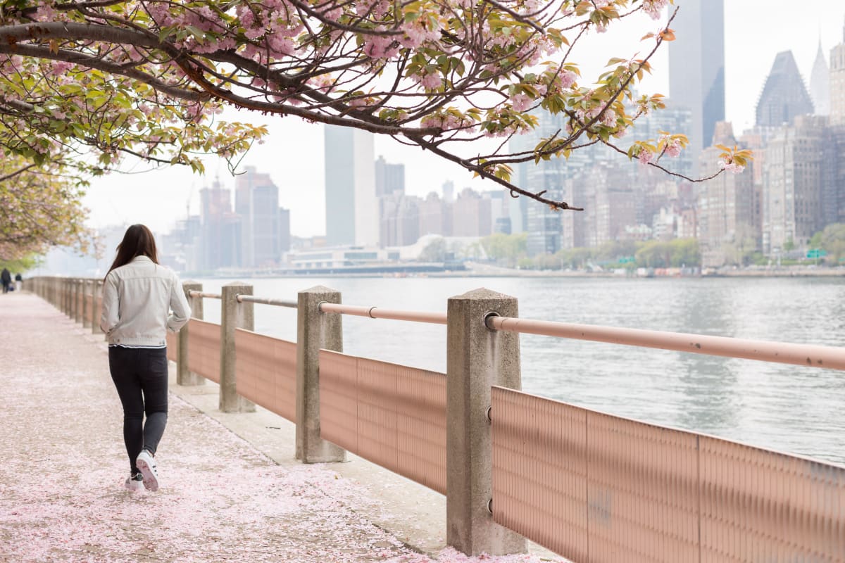 cherry walk with the hudson river in the back ground, and cherry blossoms in bloom 