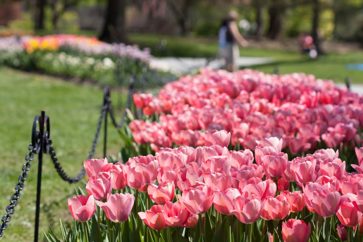 pink tulips in central park 