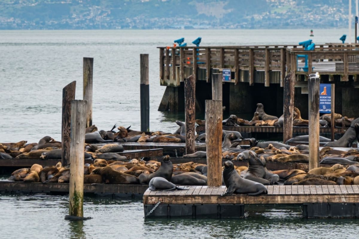 Pier 39 Sea Lions