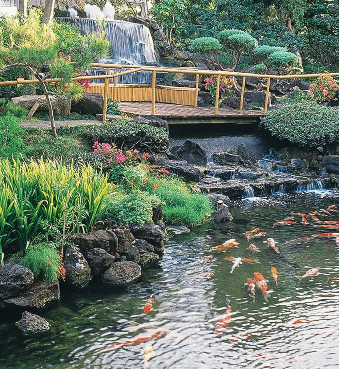 Koi Pond