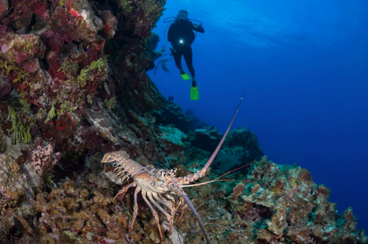 Florida Keys Lobster Season 2023 is Here What You Need to Know