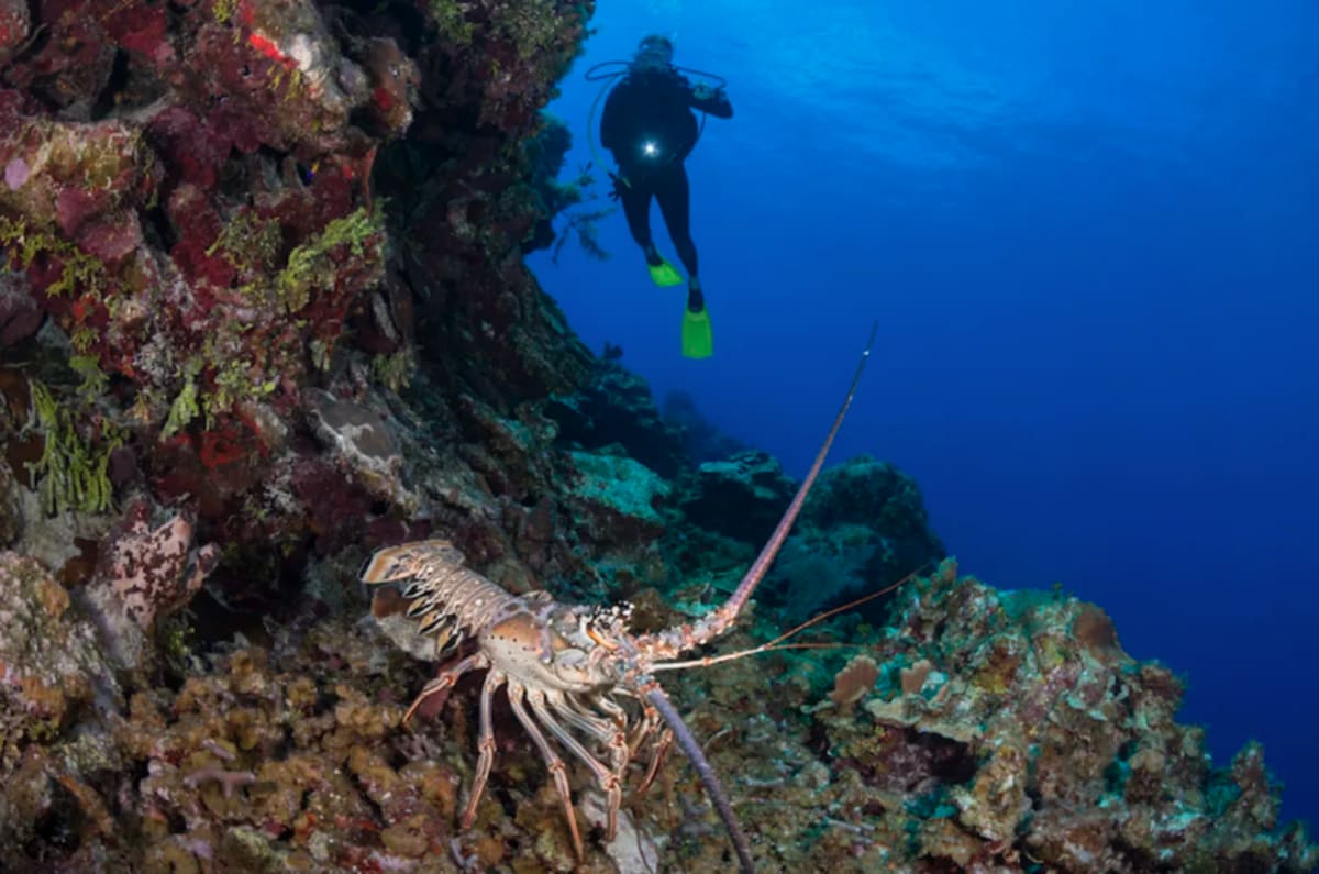 underwater-diver-looks-at-spiny-lobster