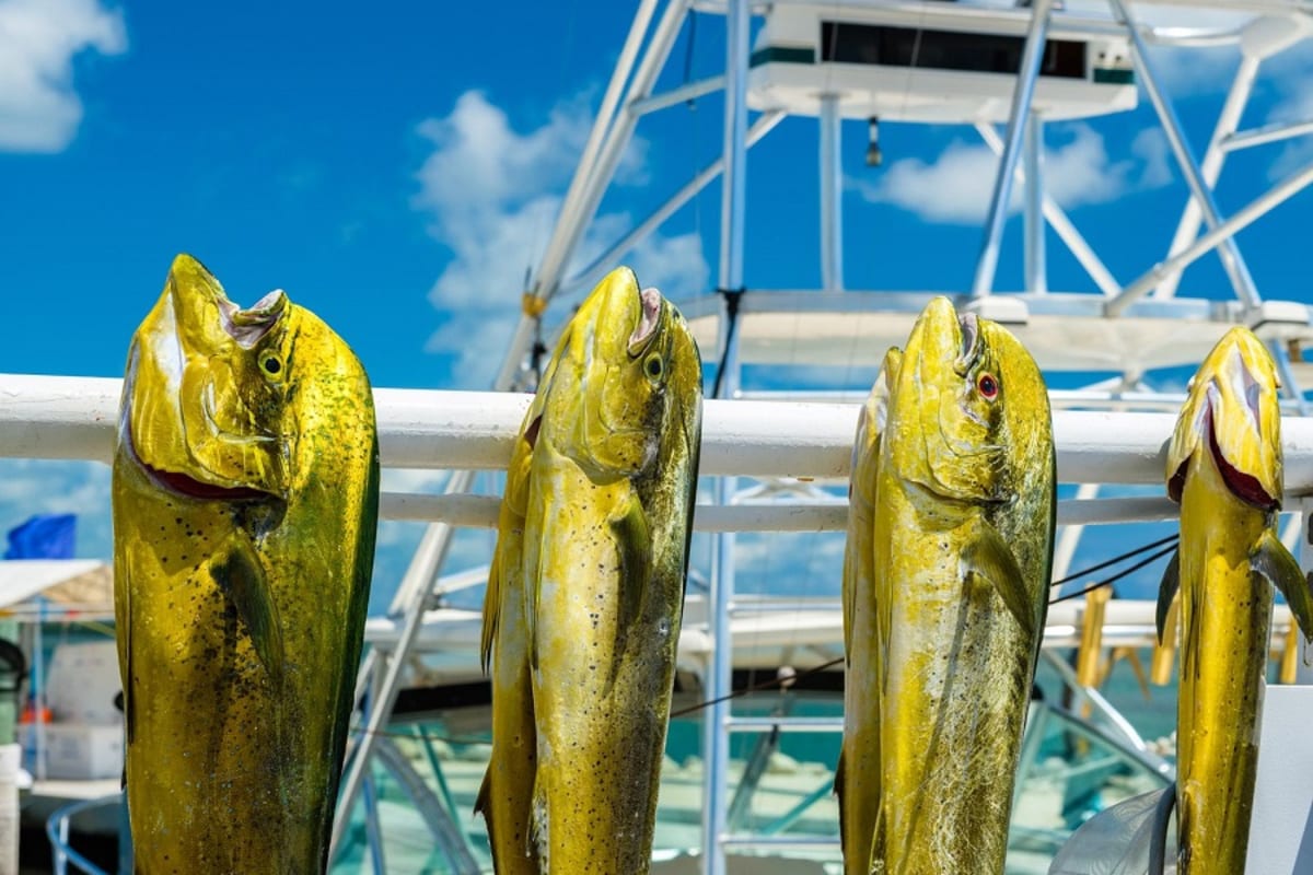 Rise and shine it’s fishing time!