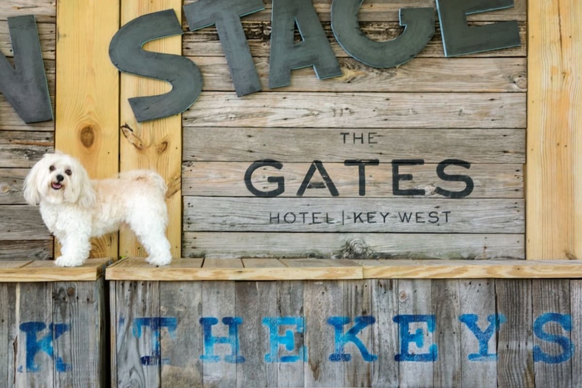 dog-on-gates-stage