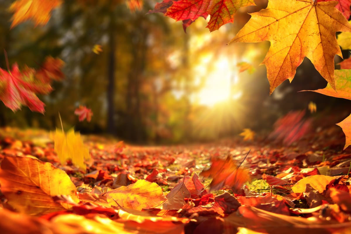 Orange and red fall leaves on the forest floor, with falling leaves and sun light coming through the trees. 