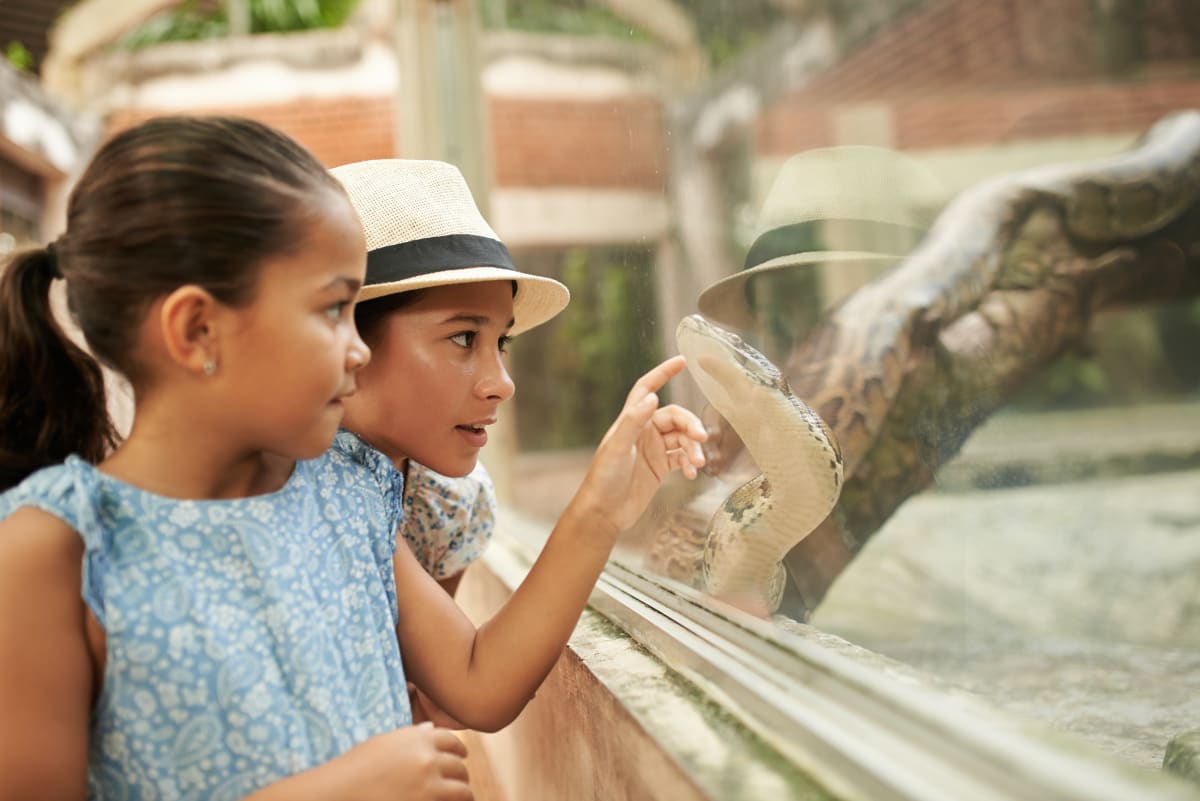 Two young children look at and point to a snake behind the glass in a zoo. The boy wears a white hat and the girl has long hair pulled into a ponytail. 